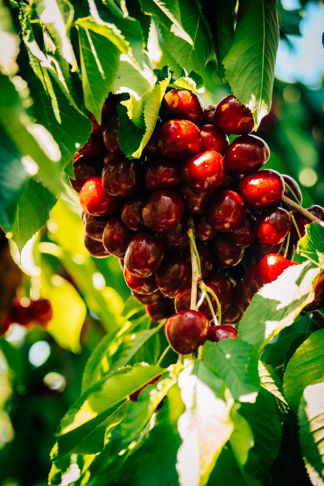 Cherries